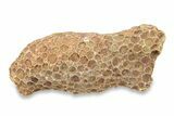 1 1/2 to 2 1/2" Devonian Fossil Tabulate Coral Piece - Photo 6